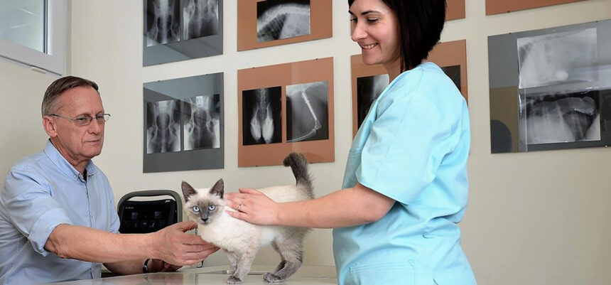 Parteneriatul Vet își lărgește orizonturile în Brașov prin achiziția clinicii veterinare Lempeș 1 partnervet se extinde in brasov prin preluarea clinicii veterinare lempes 697cdbf4b7095