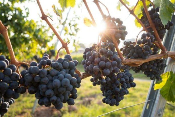 oniv solicita clarificari din partea autoritatii vamale referitor la garantia de 250 000 de lei pentru micii producatori de vin 699f3c33bb54c