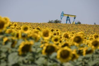 petrom isi reorienteaza investitiile scade ponderea pentru regenerabile creste cea pentru bussinesul traditional de titei si gaze 6982fdc1dc880