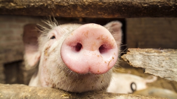 ce se intampla cu porcul romanesc si cum a evoluat productia de carne a romaniei in prima luna din 2026 date oficiale 69afd578d7049