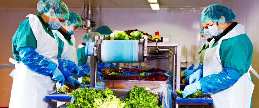 Eisberg, campionul salatelor, depășește 120 de milioane de lei și se extinde în 2025 1 peste 120 de milioane de lei din salata eisberg liderul pietei de salate gata de consum creste si in 2025 69b9622846397