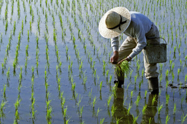 efectele razboiului din iran lipsa combustibilului ameninta productia de orez in asia 69da549a2e3f5