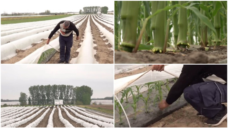 Vremea imprevizibilă transformă peisajul agricol din România. Ce culturi au adoptat fermierii din Oltenia în locul roșiilor și pepenilor de altădată 1 video vremea capricioasa schimba agricultura din romania cu ce au inlocuit fermierii din oltenia culturile de rosii si pepeni din alti ani 69f07a27cc6e7