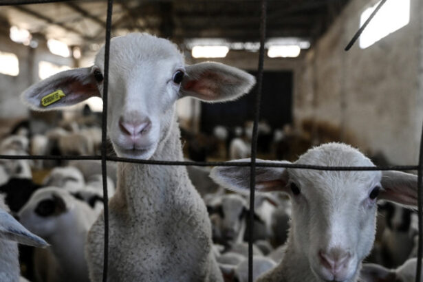 comisia europeana a extins interdictia privind exportul de ovine si caprine din romania anuntul lui tanczos barna 6a33eed6c2d11