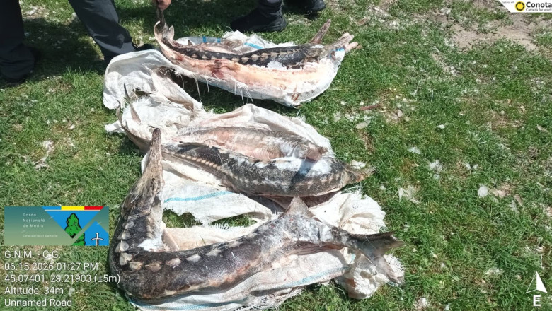Operațiuni în Delta Dunării: sturioni găsiți în frigider, deversări ilegale în apă și amenzi uriașe de 230.000 de lei 1 controale in delta dunarii sturioni descoperiti intr o lada frigorifica deversari ilegale in dunare si amenzi de 230 000 de lei 6a31390f9df1b