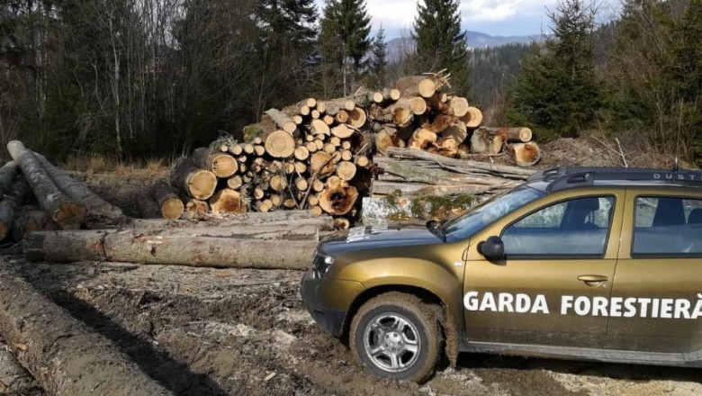 Abuzuri constatate de Garda Forestieră în pădurile sucevene. Procurorii au fost alertați în urma tăierilor ilegale și a furturilor de lemn 1 nereguli descoperite de garda forestiera intr o padure din suceava procurorii sesizati dupa taieri ilegale si furt de lemne 6a2fd980168a0