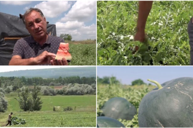 video vremea capricioasa din ultimele saptamani intarzie productia de pepeni romanesti cand ar putea aparea in piete 6a25361c12e7b
